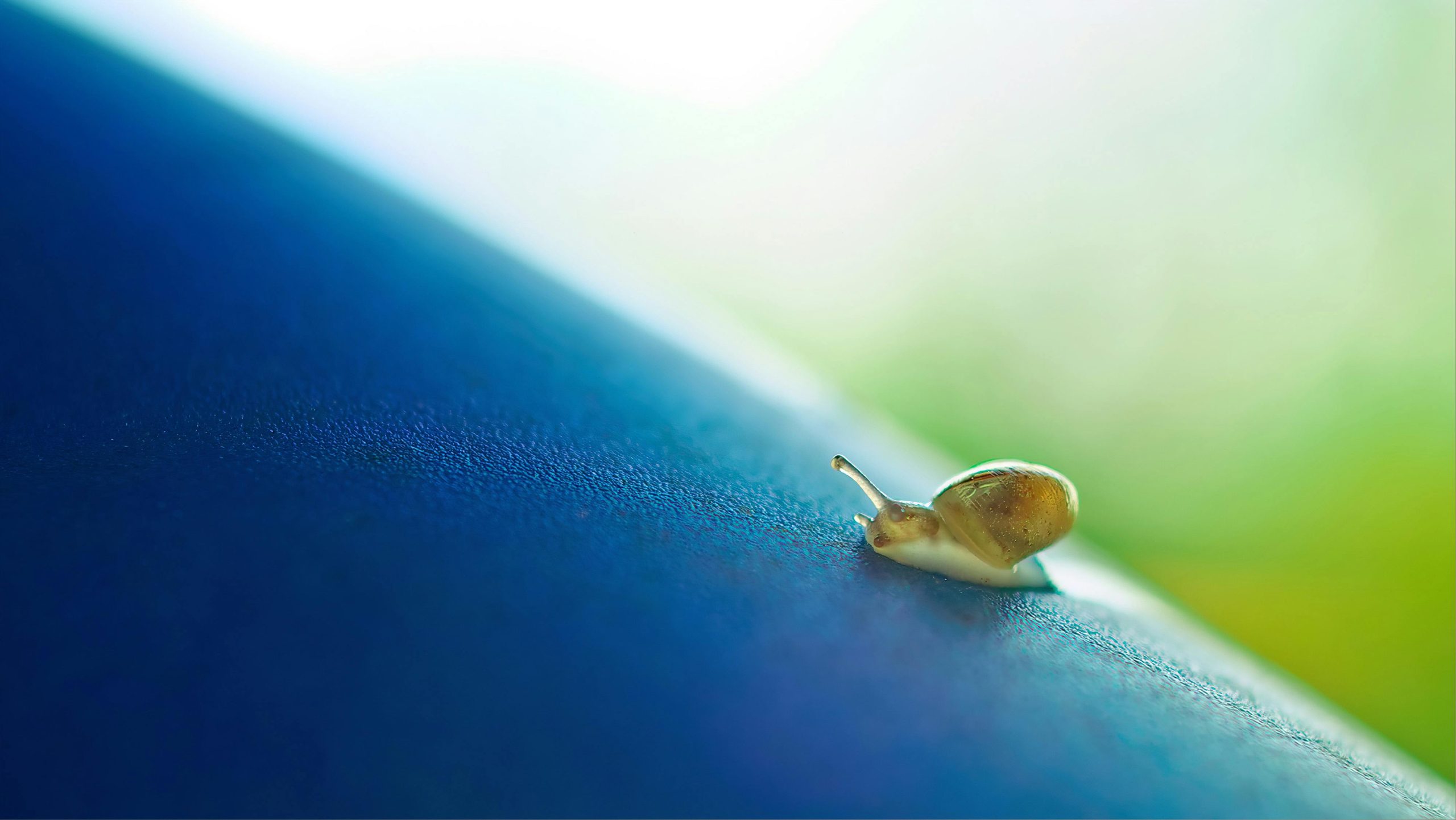 Detailed macro shot of a small snail crawling on a blue surface, highlighting texture.