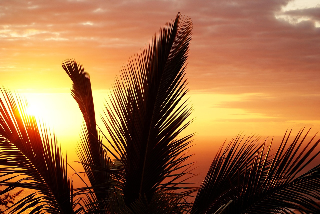 Comment faire de l’argent en ligne à La Réunion : ce qu’on ne t’a jamais vraiment expliqué 2 palm, reunion island, sunset, evening, inflamed, sun, ocean, sea, sky, side, sheets, holiday, silhouette, summer, nature, yellow, orange, light, palm, palm, reunion island, reunion island, ocean, summer, summer, summer, summer, summer