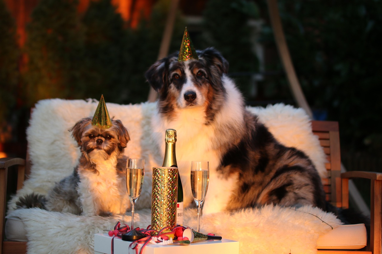 new year's day, sylvester, new year's eve 2015, new year, new year's eve 2016, dog, party, animal, few, comfortable, funny, pet, connectedness