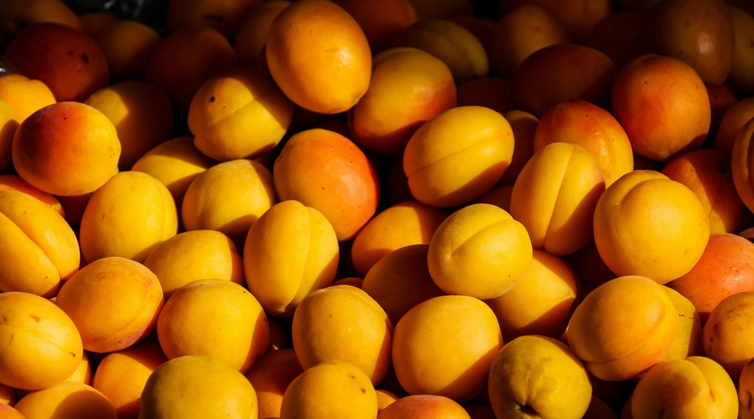 Vibrant sunlit apricots showcasing their natural color and texture.