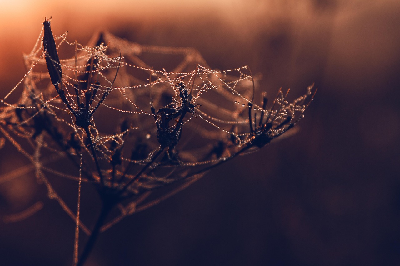 spider web, dew, plant, dried flower, web, nature, dawn, sunrise, cobweb, dewdrops, water droplets, spider web, spider web, spider web, web, web, nature, nature, sunrise, sunrise, sunrise, sunrise, sunrise, cobweb