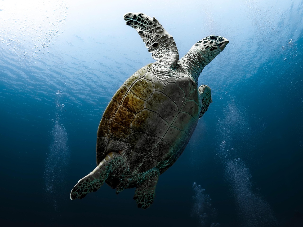 tortoise, nature, reptile, sea turtle, red sea, dive, underwater, water, ocean