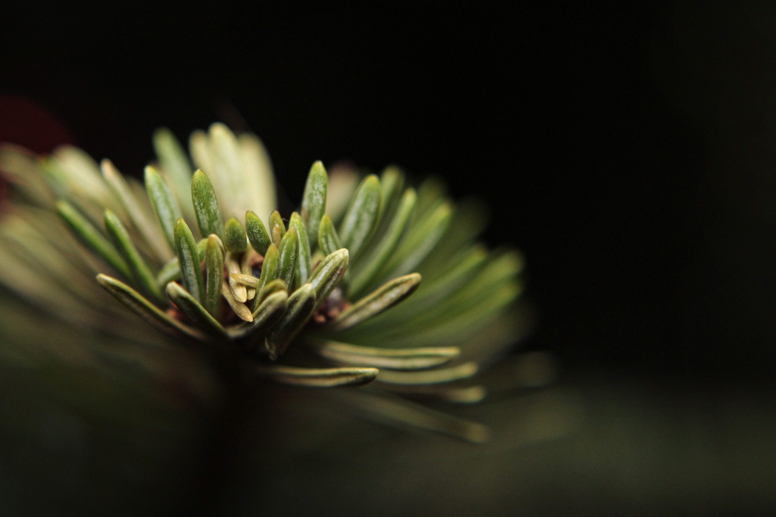 Comment écrire un livre de développement personnel : le guide complet pour créer un ouvrage qui transforme les lecteurs 2 Detailed macro shot of pine needles showcasing vibrant green colors.