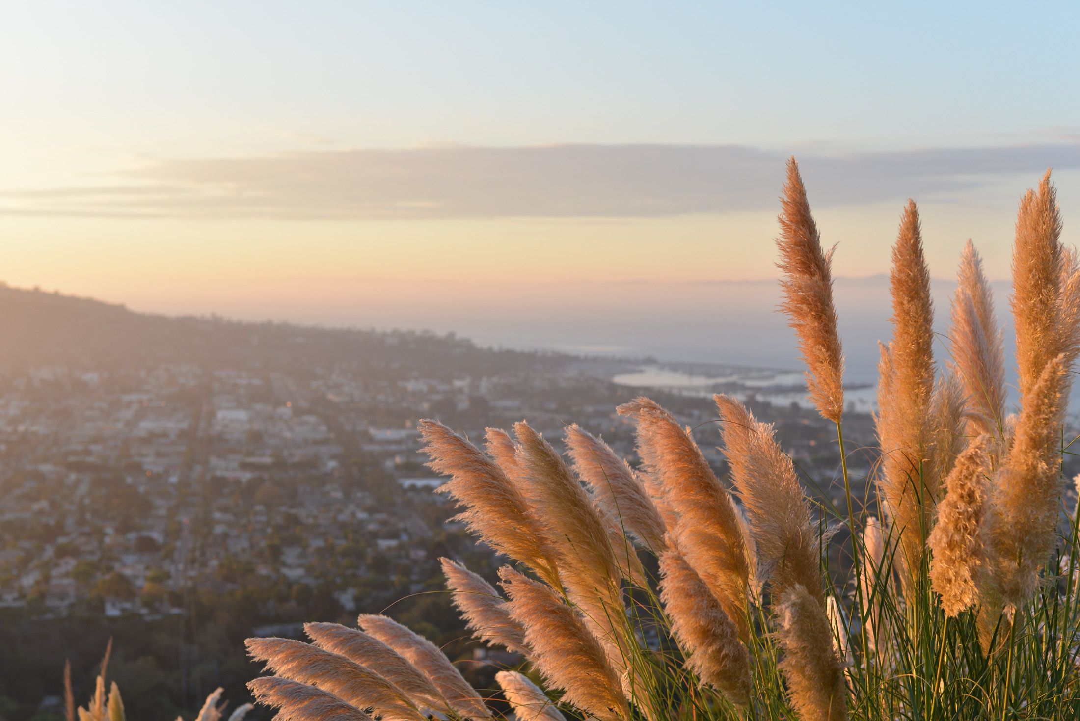 Beautiful panoramic view of city and pampas grass under a sunset sky.